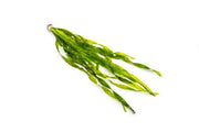 Vallisneria Americana Aquatic Plant - Buce Plant