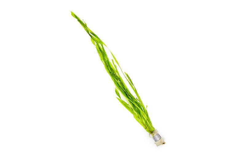 Aquatic plant Vallisneria Contortionist, also known as Corkscrew Vallisneria, showcased in a clear aquarium setting.
