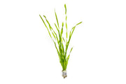 Aquatic plant Vallisneria Contortionist, also known as Corkscrew Vallisneria, with twisted green leaves suitable for freshwater aquariums.