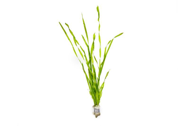 Aquatic plant Vallisneria Contortionist, also known as Corkscrew Vallisneria, with twisted green leaves suitable for freshwater aquariums.