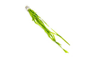 Aquatic plant Vallisneria Contortionist (Corkscrew Vallisneria) by ACW, displaying curly, green submerged foliage suitable for freshwater aquariums.