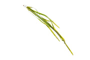 Healthy Vallisneria Gigantea aquatic plant from ACW with long, vibrant green leaves suitable for freshwater aquariums.