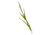 Healthy Vallisneria Gigantea aquatic plant by ACW with long, lush green leaves ideal for freshwater aquariums.