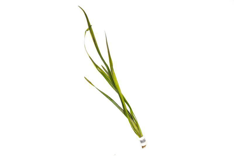 Healthy Vallisneria Gigantea aquatic plant by ACW with long, lush green leaves ideal for freshwater aquariums.