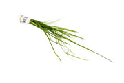 Vallisneria Nana Aquatic Plant - Buce Plant