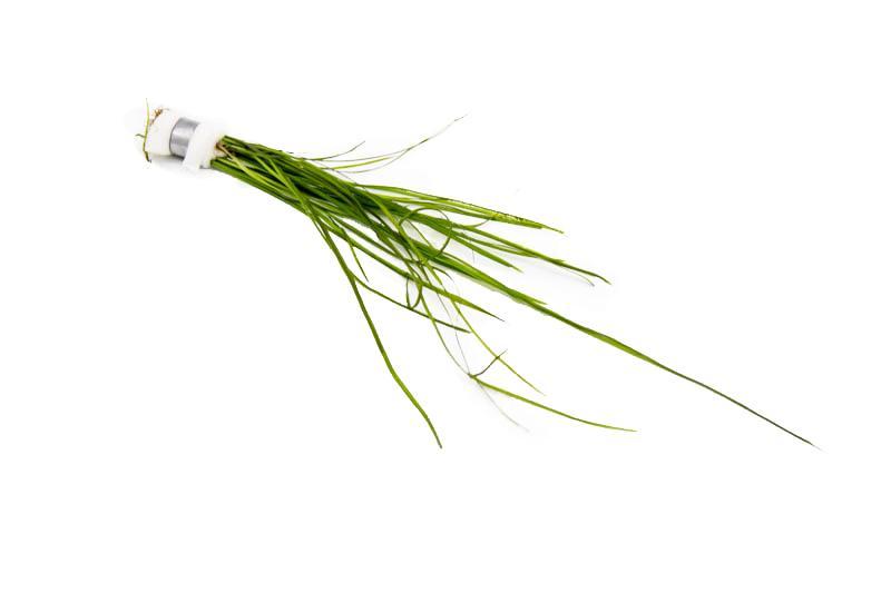 Vallisneria Nana Aquatic Plant - Buce Plant