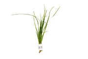Vallisneria Nana Aquatic Plant - Buce Plant