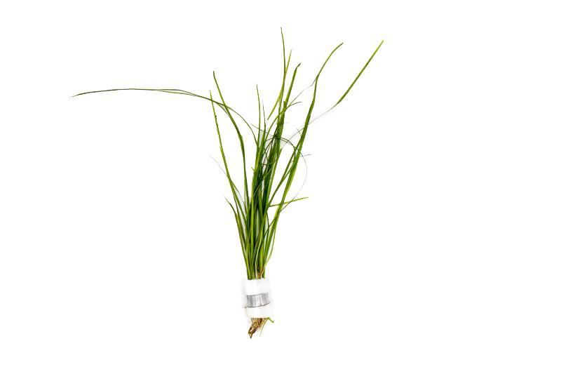 Vallisneria Nana Aquatic Plant - Buce Plant