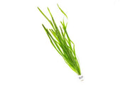 Vallisneria Spiralis Aquatic Plant - Buce Plant