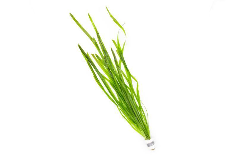 Vallisneria Spiralis Aquatic Plant - Buce Plant