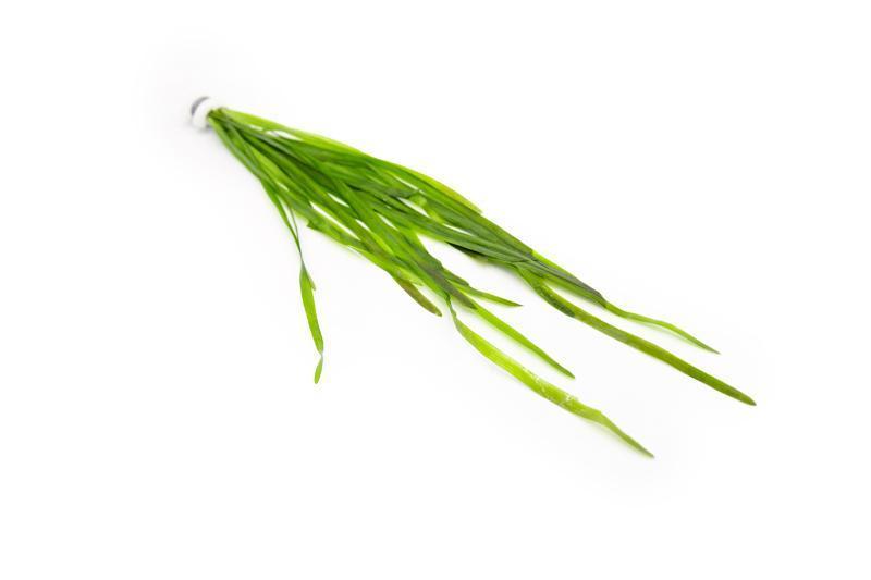 Vallisneria Spiralis Aquatic Plant - Buce Plant