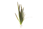 Vallisneria Spiralis Leopard Aquatic Plant - Buce Plant