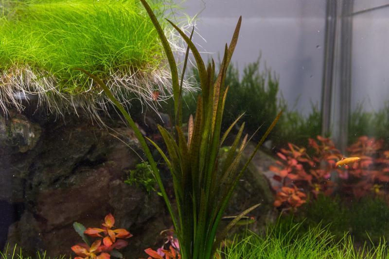Vallisneria Spiralis Leopard Aquatic Plant - Buce Plant