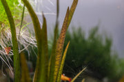 Vallisneria Spiralis Leopard Aquatic Plant - Buce Plant