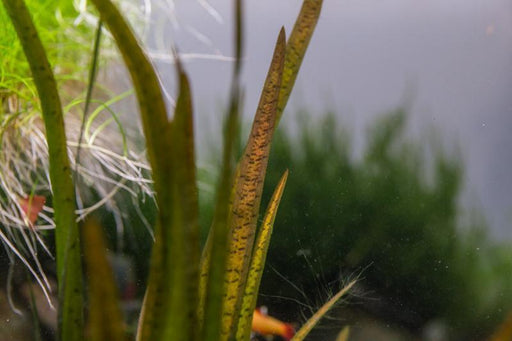 Vallisneria Spiralis Leopard