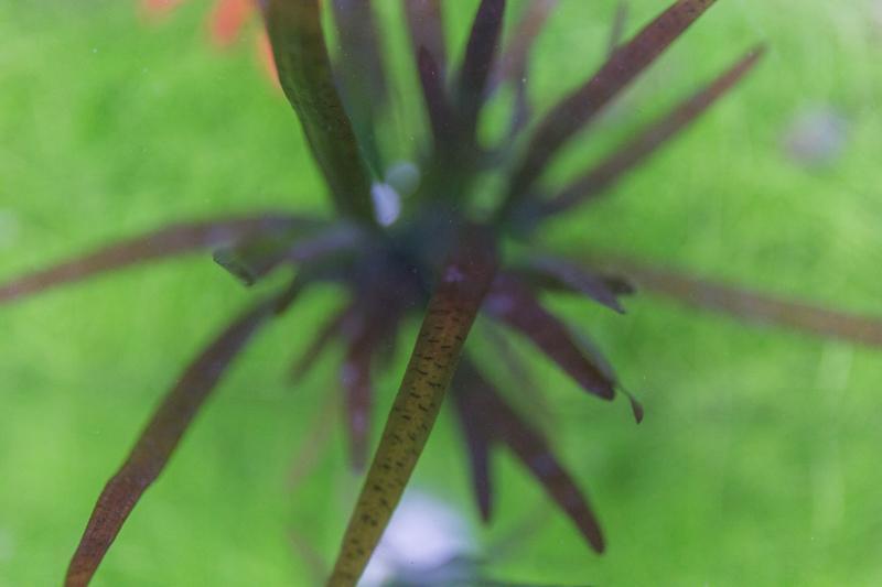 Vallisneria Spiralis Leopard Aquatic Plant - Buce Plant