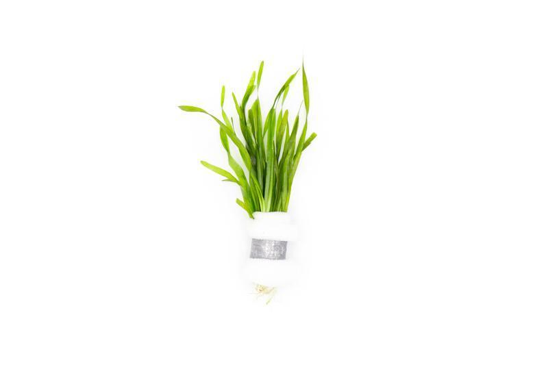 Vallisneria Torta Aquatic Plant - Buce Plant