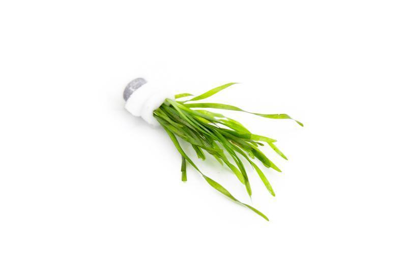 Vallisneria Torta Aquatic Plant - Buce Plant