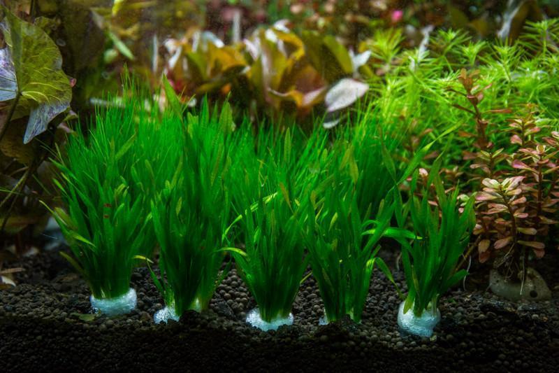 Vallisneria Torta Aquatic Plant - Buce Plant