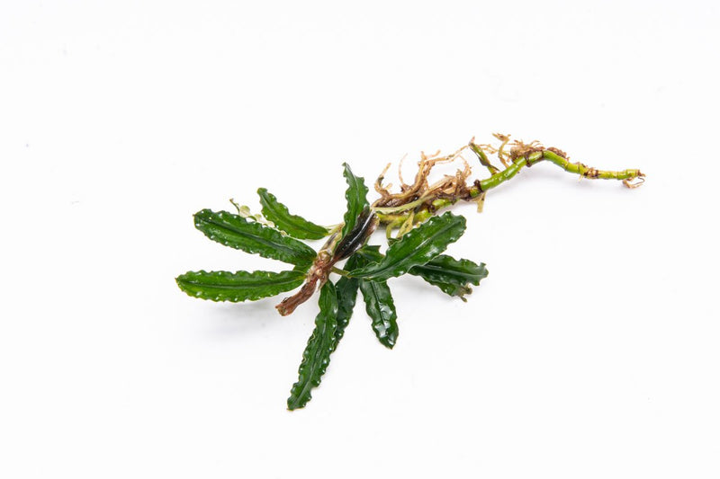Bucephalandra Velvet 3 Color Bucephalandra - Buce Plant