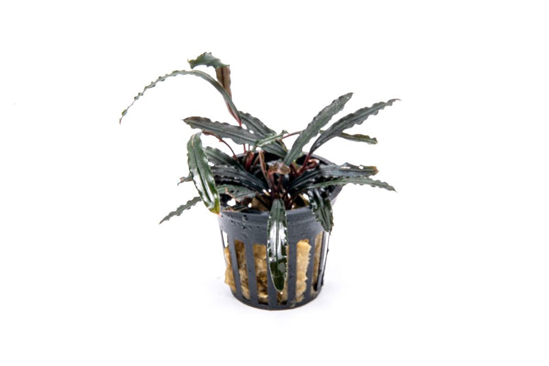 Bucephalandra Velvet 3 Color Pot Bucephalandra - Buce Plant