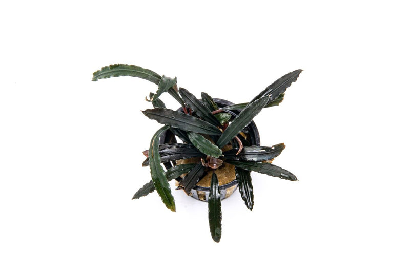 Bucephalandra Velvet 3 Color Pot Bucephalandra - Buce Plant