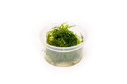 Vesicularia Sp Anchor Moss aquatic plant from IS, showcasing lush green moss with anchored growth on aquatic surfaces.