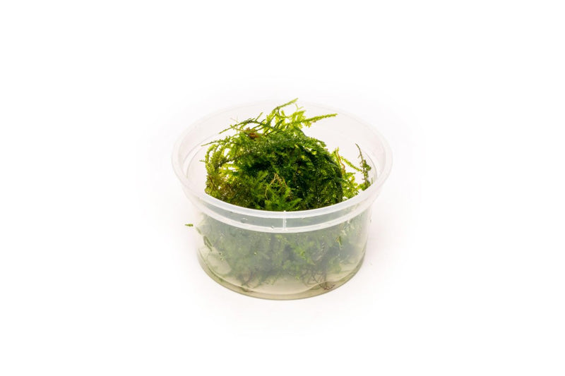 Vesicularia Sp Anchor Moss aquatic plant from IS, showcasing lush green moss with anchored growth on aquatic surfaces.