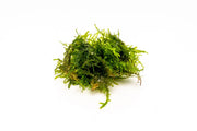 Vesicularia Sp Anchor Moss aquatic plant from IS, showing lush green moss attached to a substrate for aquarium decoration.