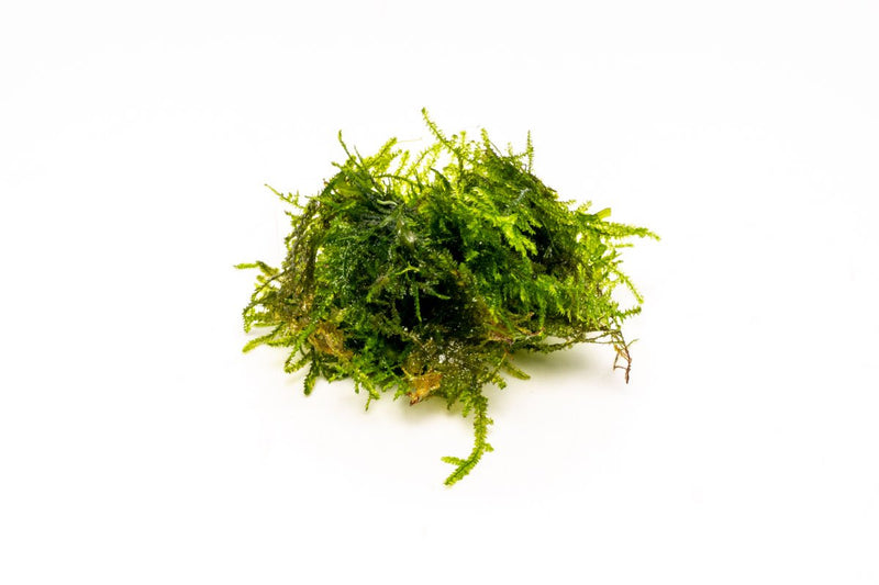 Vesicularia Sp Anchor Moss aquatic plant from IS, showing lush green moss attached to a substrate for aquarium decoration.