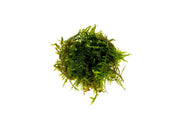 Vesicularia Sp Anchor Moss aquatic plant from IS with lush green moss attached to a small anchor for aquariums.