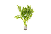 Water Wisteria/Hygrophila Difformis Aquatic Plant - Buce Plant