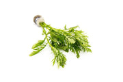 Water Wisteria/Hygrophila Difformis Aquatic Plant - Buce Plant