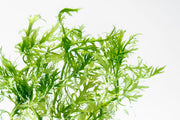 Water Wisteria/Hygrophila Difformis Aquatic Plant - Buce Plant