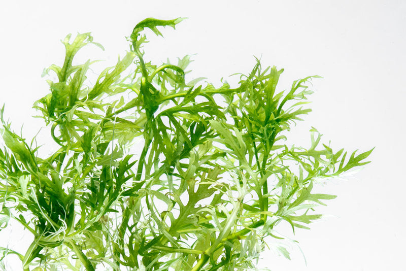 Water Wisteria/Hygrophila Difformis Aquatic Plant - Buce Plant