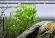 Water Wisteria/Hygrophila Difformis Aquatic Plant - Buce Plant