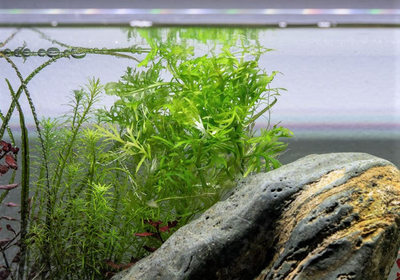 Water Wisteria/Hygrophila Difformis Aquatic Plant - Buce Plant