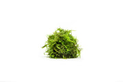Close-up of BUCE Weeping Moss showcasing its lush, cascading green foliage on a natural background.