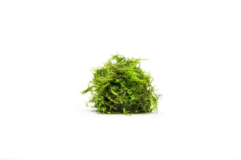 Close-up of BUCE Weeping Moss showcasing its lush, cascading green foliage on a natural background.