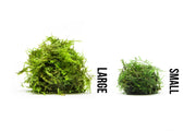 Close-up of BUCE Weeping Moss showing lush, vibrant green moss with drooping, weeping foliage for decorative or terrarium use.