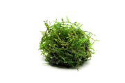 Close-up of BUCE Weeping Moss with delicate, cascading green moss strands on a natural background.