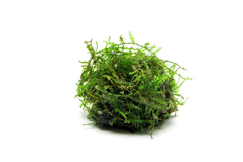 Close-up of BUCE Weeping Moss with delicate, cascading green moss strands on a natural background.