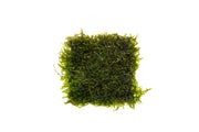 Weeping Moss on Stainless Steel Aquatic Plant - Buce Plant