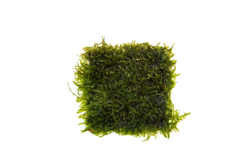Weeping Moss on Stainless Steel Aquatic Plant - Buce Plant