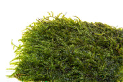 Weeping Moss on Stainless Steel Aquatic Plant - Buce Plant