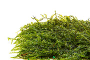 Weeping Moss on Stainless Steel Aquatic Plant - Buce Plant