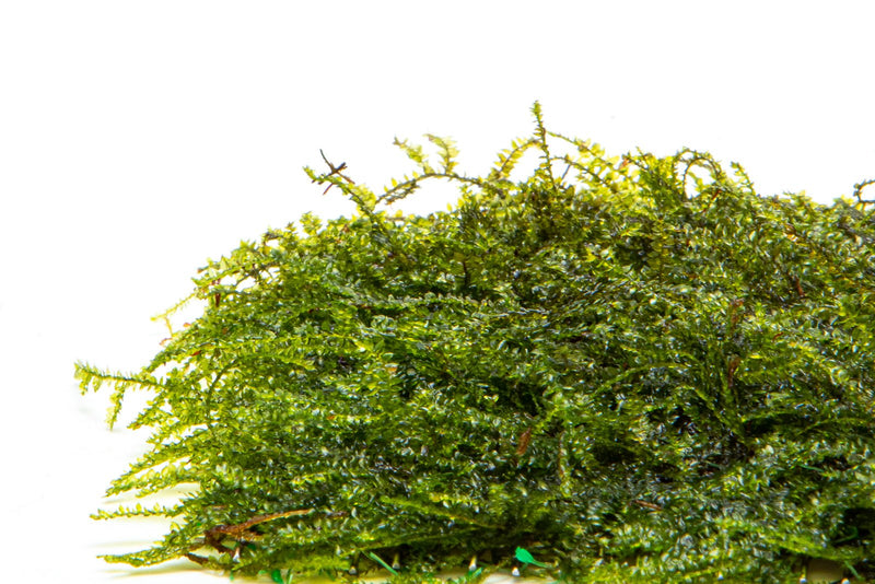 Weeping Moss on Stainless Steel Aquatic Plant - Buce Plant