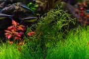 Weeping moss from BUCE growing on a stone, showcasing lush, green, cascading moss with delicate, drooping foliage.