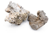 Wolf Stone Stone - Buce Plant