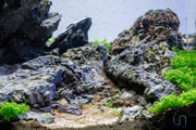 Wolf Stone Stone - Buce Plant